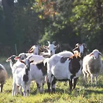 Zollfrank *