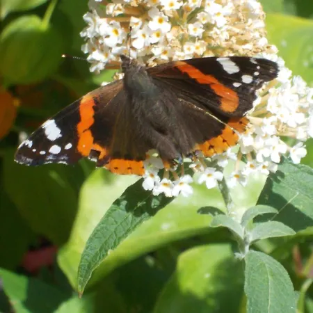 Zollfrank Vakantiehuis Bad Brambach