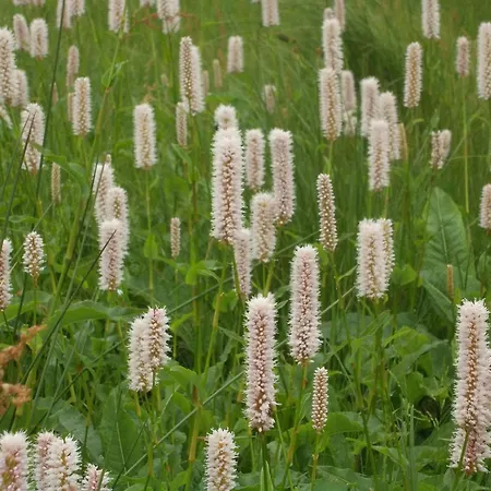 Zollfrank * Bad Brambach