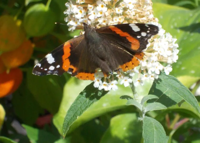 Zollfrank 펜션 바트브람바흐