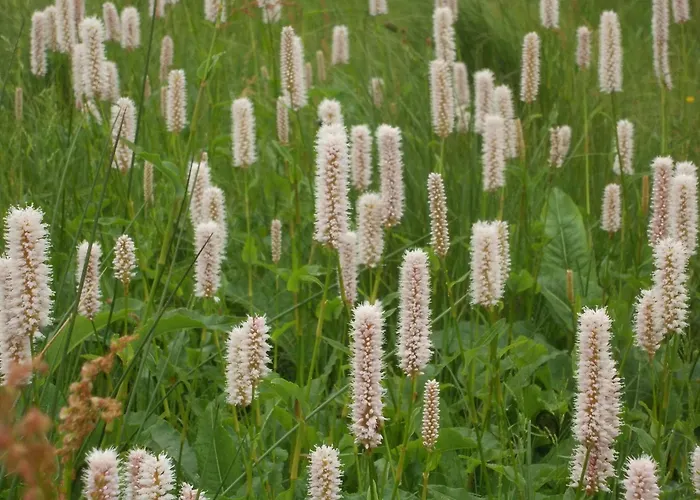 Zollfrank * 바트브람바흐